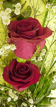 Roses1.JPG (36345 bytes)