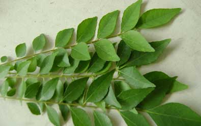 Curry-Leaves