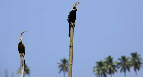 bird-santury