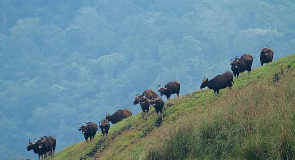 periyar