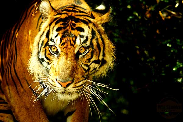 Wildlife in Kerala ,wildlife tourism in kerala, wildlfe travel in kerala
