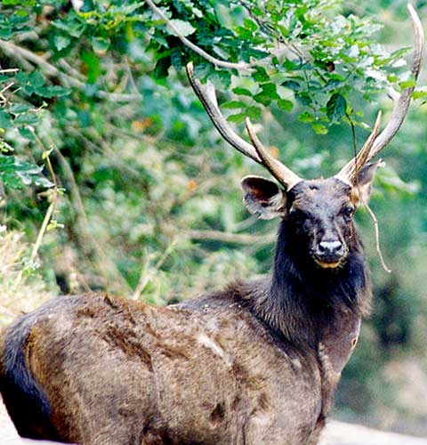 Wildlife in Idukki, Kerala, wildlife tourism in kerala, wildlfe travel in  kerala