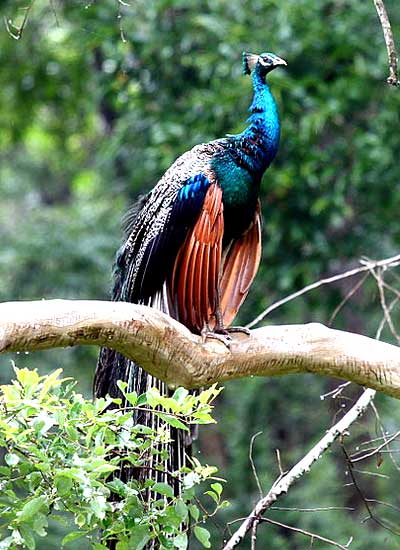 Wildlife sanctuaries in palghat,Kerala, wildlife tourism in kerala, wildlfe  travel in kerala