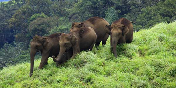 idukki