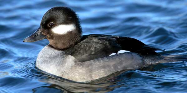 bird-kumarakom