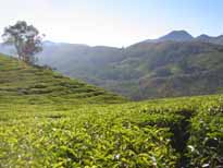 munnar tea estates