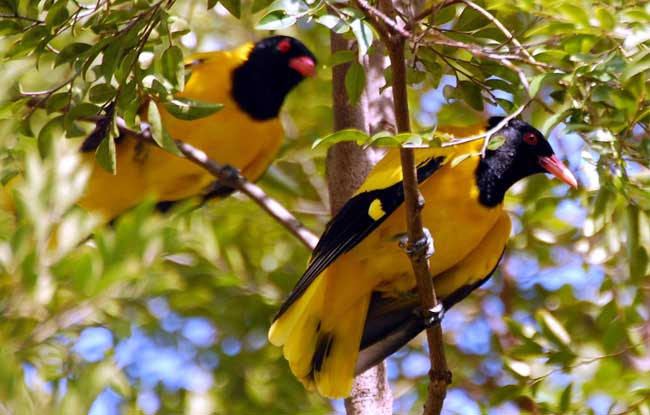 Kumarakom Bird Sanctuary 